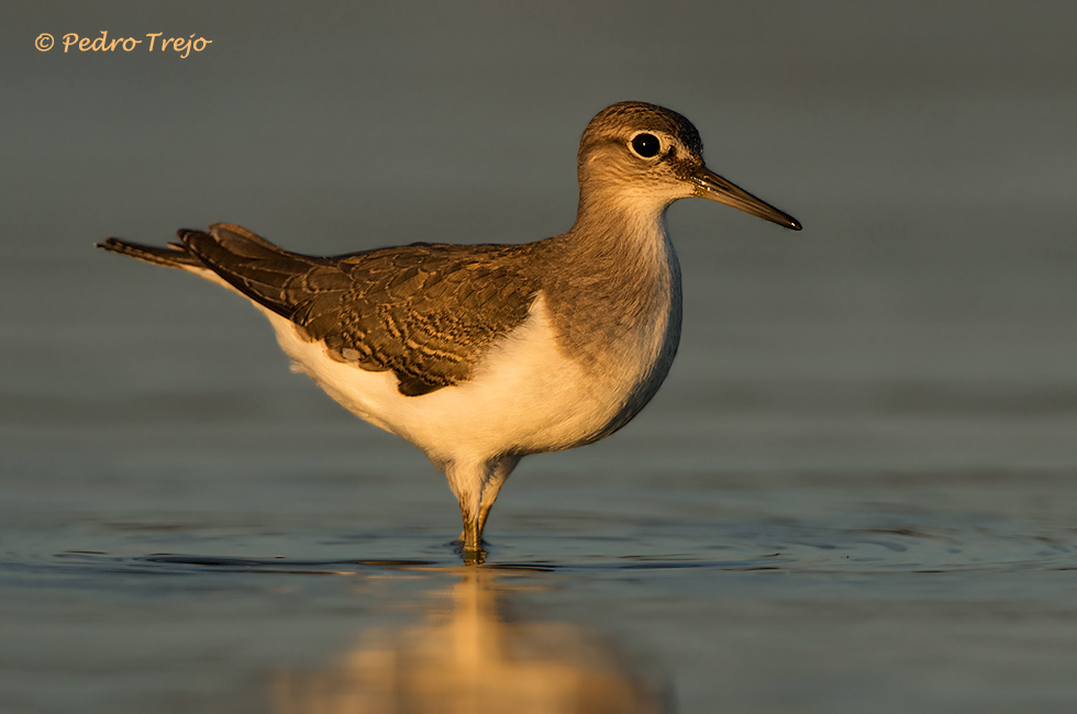 Andarrios chico ( Actitis hypoleucos)